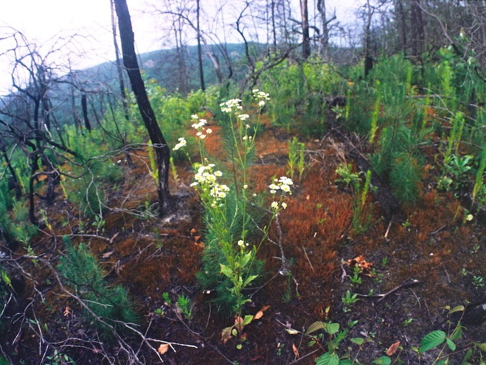 Lush forest after wet spring and early summer